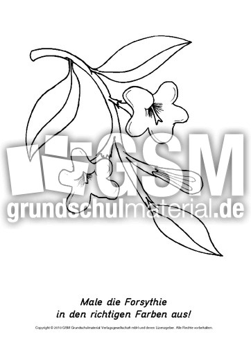 Frühlingsblüher-Ausmalbilder 14.pdf